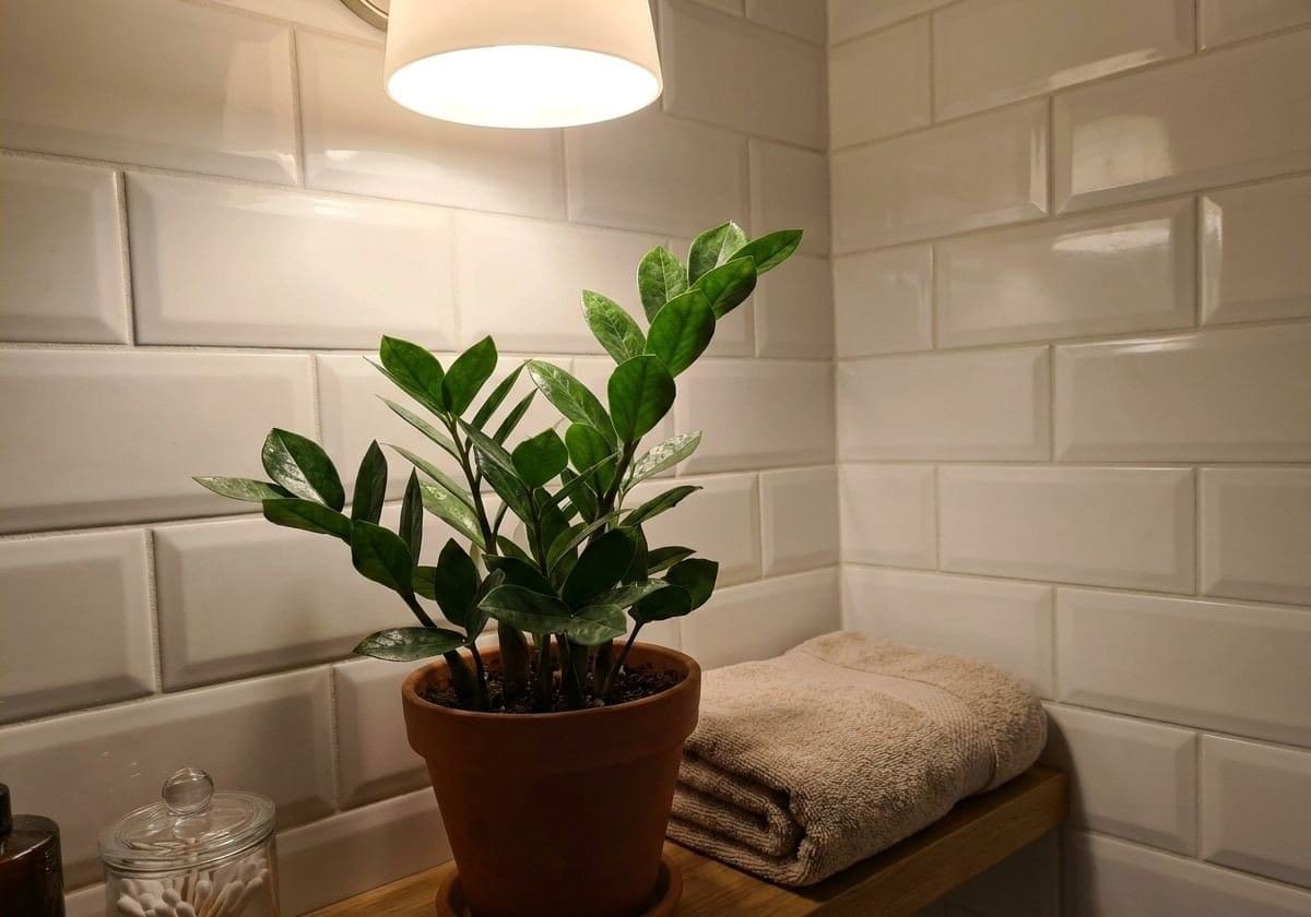 Zamioculca em banheiro sem janela, com iluminação artificial